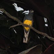 White-tailed Trogon